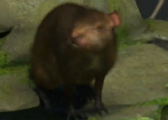 Animalindividualscoiban agouti-female0