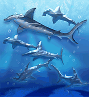 Hammerhead Shark.png