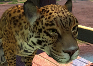 Animalindividualscentralamerican jaguar-female1