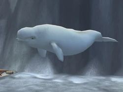 Beluga | Zoo Tycoon Wiki | Fandom