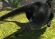 Animalindividualsgiant anteater-male2