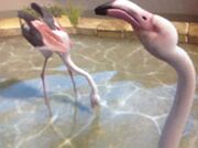 Greater-flamingo-zt