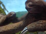 Brown-throated three-toed-sloth-zt