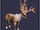 Bush-Antlered Deer