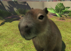 Capybara | Zoo Tycoon Wiki | Fandom
