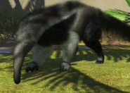 Animalindividualsgiant anteater-male1