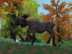 Apr. 2021 - Zoo Tycoon 2 - Moose Exhibit - ZooChat