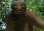 Animalindividualssoutherntwotoed sloth-male1