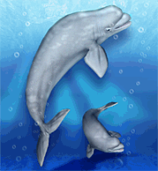 Beluga | Zoo Tycoon Wiki | Fandom