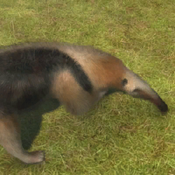 Tamandua Anteater GIF - Tamandua Anteater Not A Pet - Discover