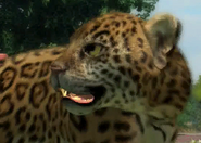 Animalindividualscentralamerican jaguar-malechild1