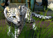 Animalindividualsparana jaguar-malechild1