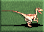Velociraptor-icon-zt1.png