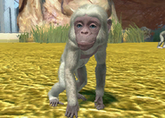 Animalindividualsalbinobonobochimpanzee-femalechild0