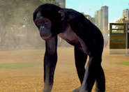 Animalindividualsbonobochimpanzee-male2