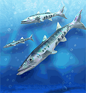Barracuda.png