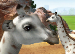 Nubian Giraffe | Zoo Tycoon Wiki | Fandom Nubian Giraffe | Zoo Tycoon Wiki | Fandom