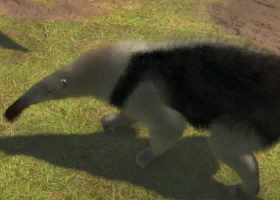 Southern Tamandua and Captain team up for a Super Intimidation