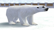 Polar Bear Tundra