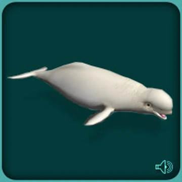 Beluga | Zoo Tycoon Wiki | Fandom