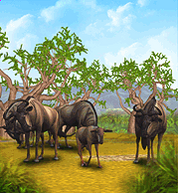 Common Wildebeest.png