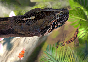 Boa Constrictor - Connecticut's Beardsley Zoo