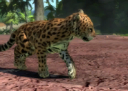 Animalindividualsperuvian jaguar-femalechild1
