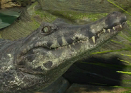 Animalindividualsbroadsnouted caiman-male2