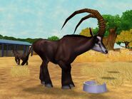 Giant Sable Antelope - Superjakob