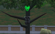 Koala Bear climbing