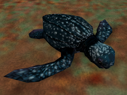 Leatherback Sea Turtle | Zoo Tycoon Wiki | Fandom