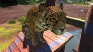 Photos-centralamerican jaguar