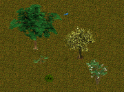 ZT1 Deciduous Forest