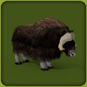 Musk Ox