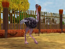 ☆韓国の人気☆【THEAIRTOWN】☆ostrich fur short.s☆ New Ostriches! - YouTube