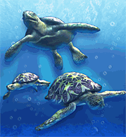 Green Sea Turtle Zoo Tycoon Wiki Fandom - team turtle tycoon 2 roblox