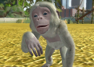 Animalindividualsalbinobonobochimpanzee-femalechild2