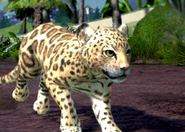 Animalindividualsamazon jaguar-malechild0