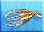 Pacific-octopus-icon-zt1.png