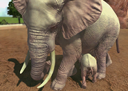 Animalspecies-albinoafricanbushelephant