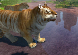 Zoo Tycoon 2 Ultimate Collection Male Animals by ReynaldoOktaviano