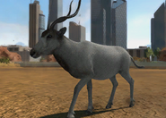 Animalindividualsblacknosedaddaxantelope-male1