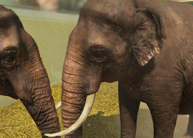 User blog:Superjakob/Animal List from Zoo Tycoon 3