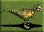 Tyrannosaurus-rex-icon-zt1.png