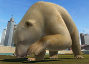 Animalindividualsalbinopolarbear-male1