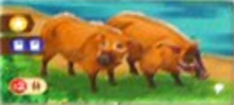 Red River Hog | Zoo Tycoon Wiki | Fandom