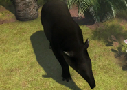 Animalindividualsbairds tapir-male1