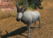 Animalindividualsblacknosedaddaxantelope-male2