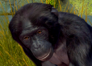 Animalindividualsbonobochimpanzee-female0