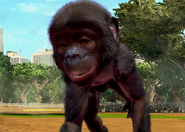 Animalindividualsbonobochimpanzee-femalechild2